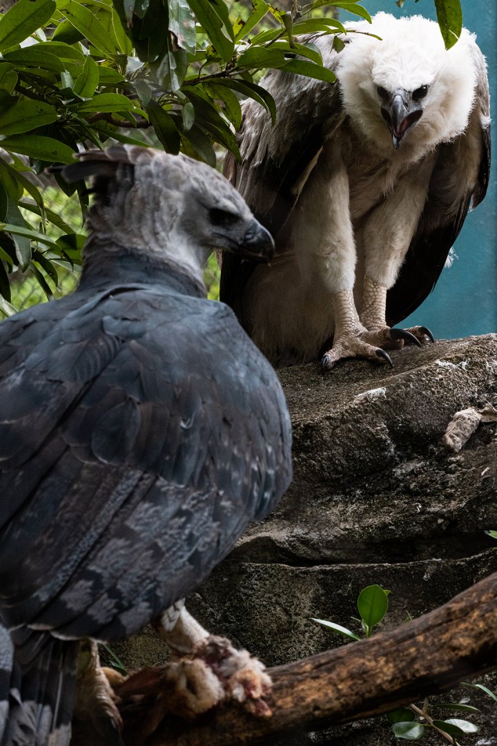 Harpy Eagle chick (with mother, in foreground)