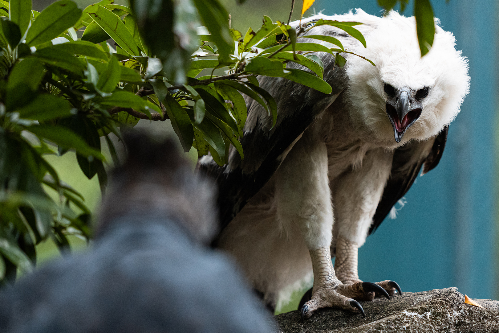 Harpy Eagle chick (with mother, out of focus)