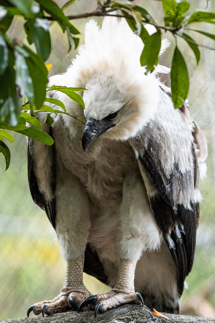 Harpy eagle chick
