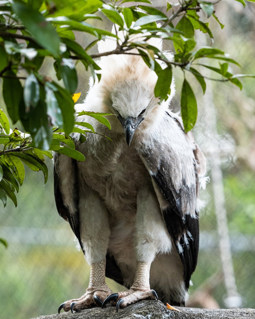 Harpy eagle chick