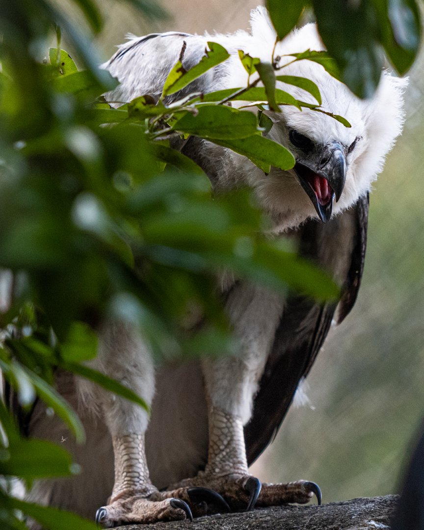 Harpy eagle chick