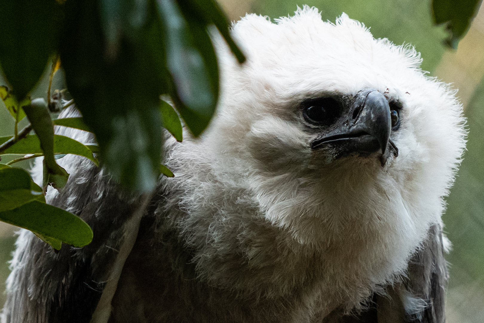 Harpy eagle chick