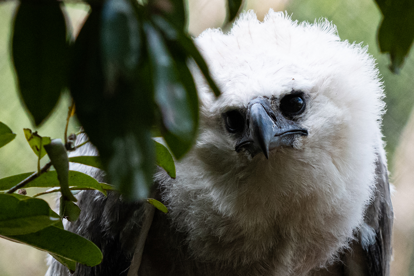 Harpy eagle chick