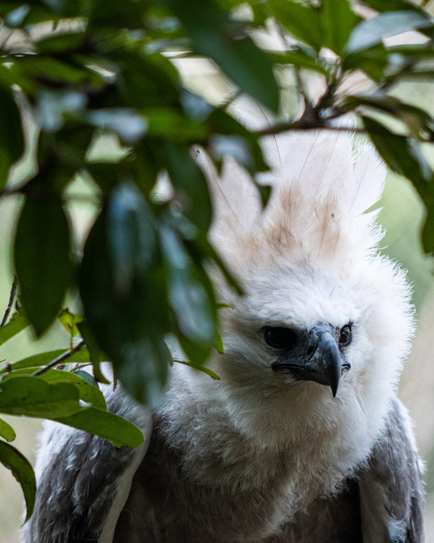 Harpy eagle chick