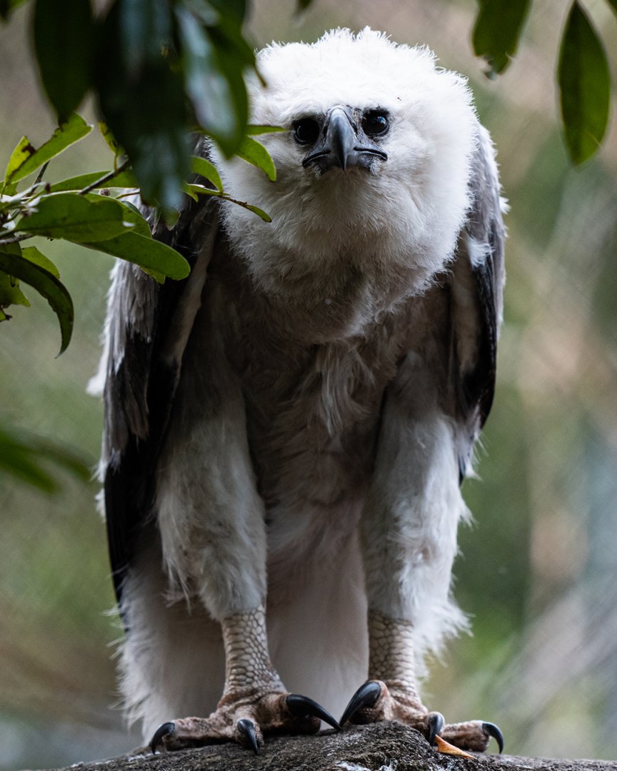 Harpy eagle chick