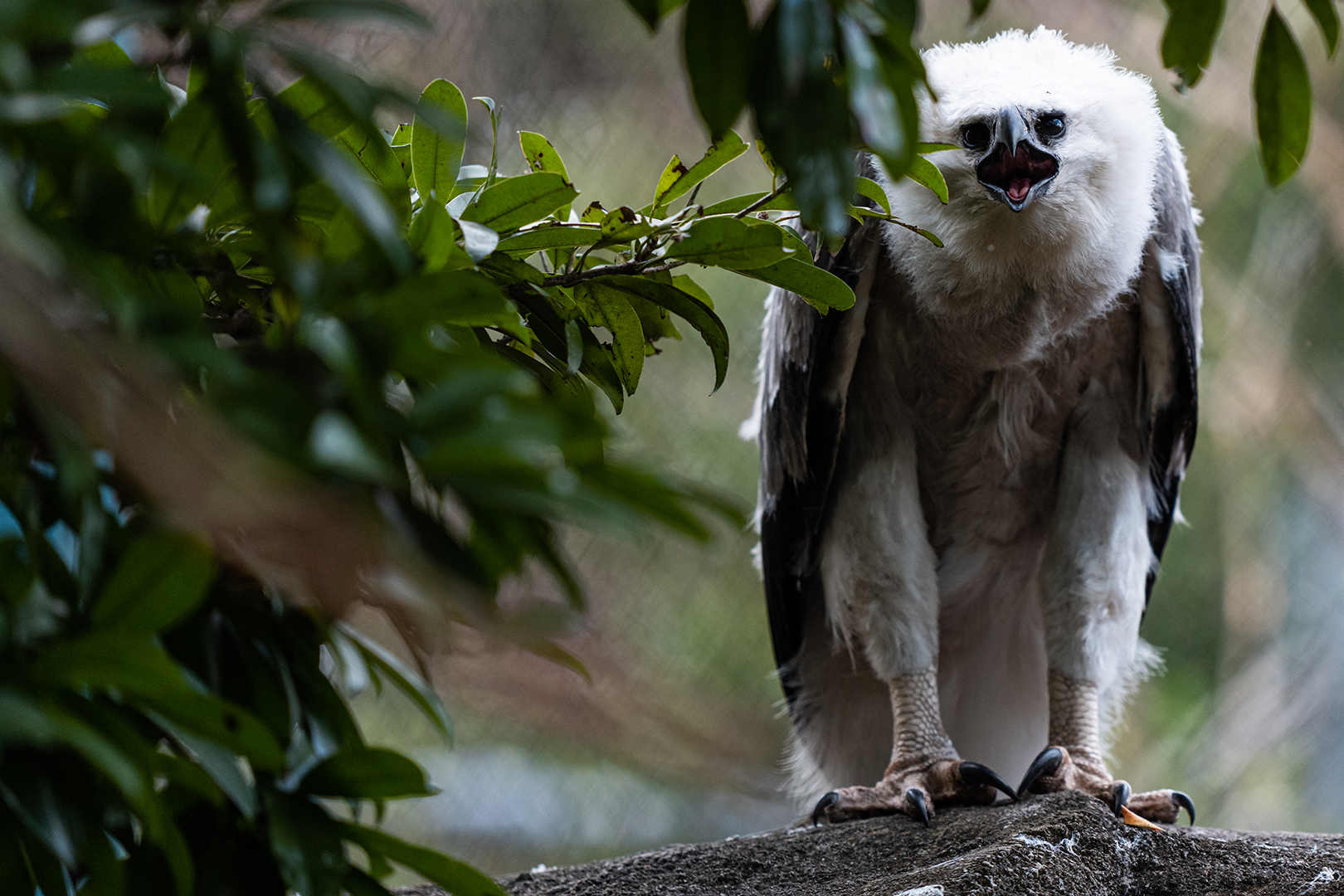 Harpy eagle chick
