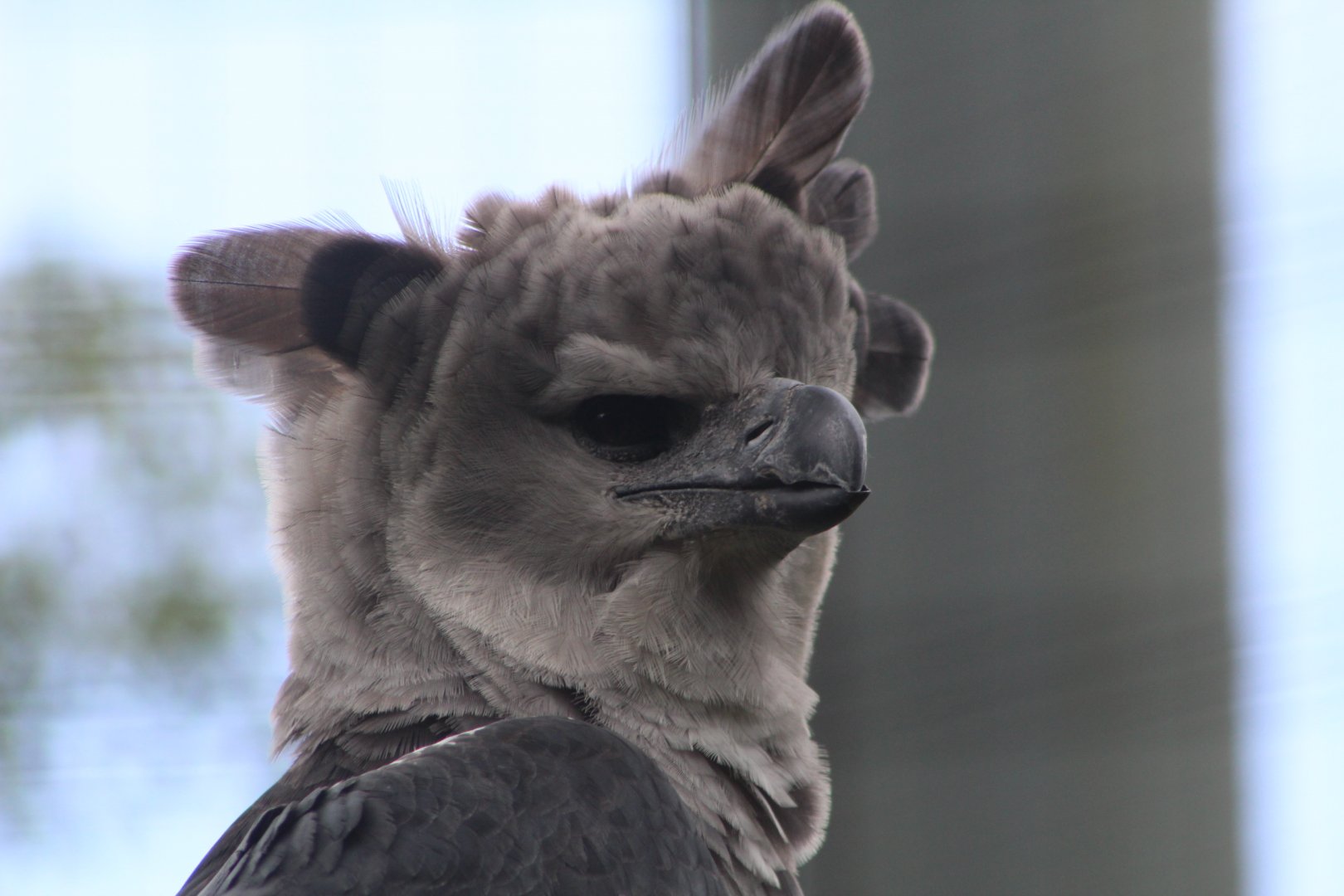 Harpy Eagle Close up - Amazon and Beyond