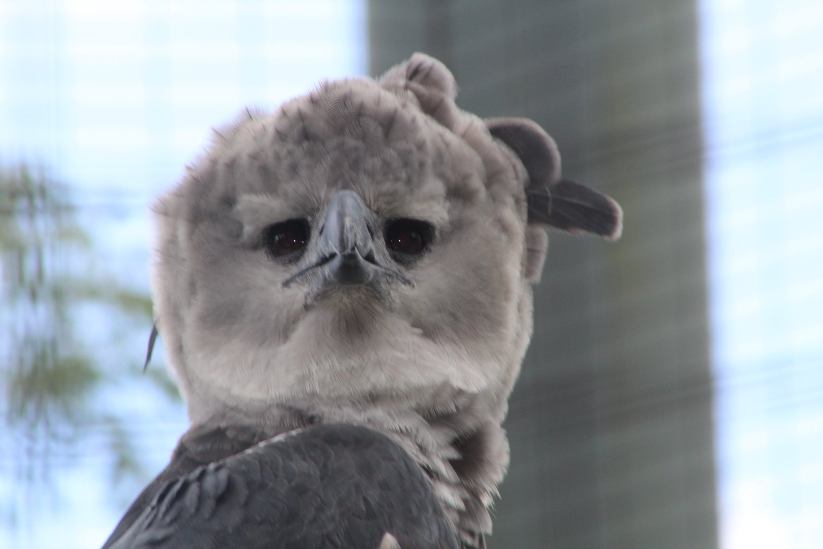 Harpy Eagle Close up - Amazon and Beyond