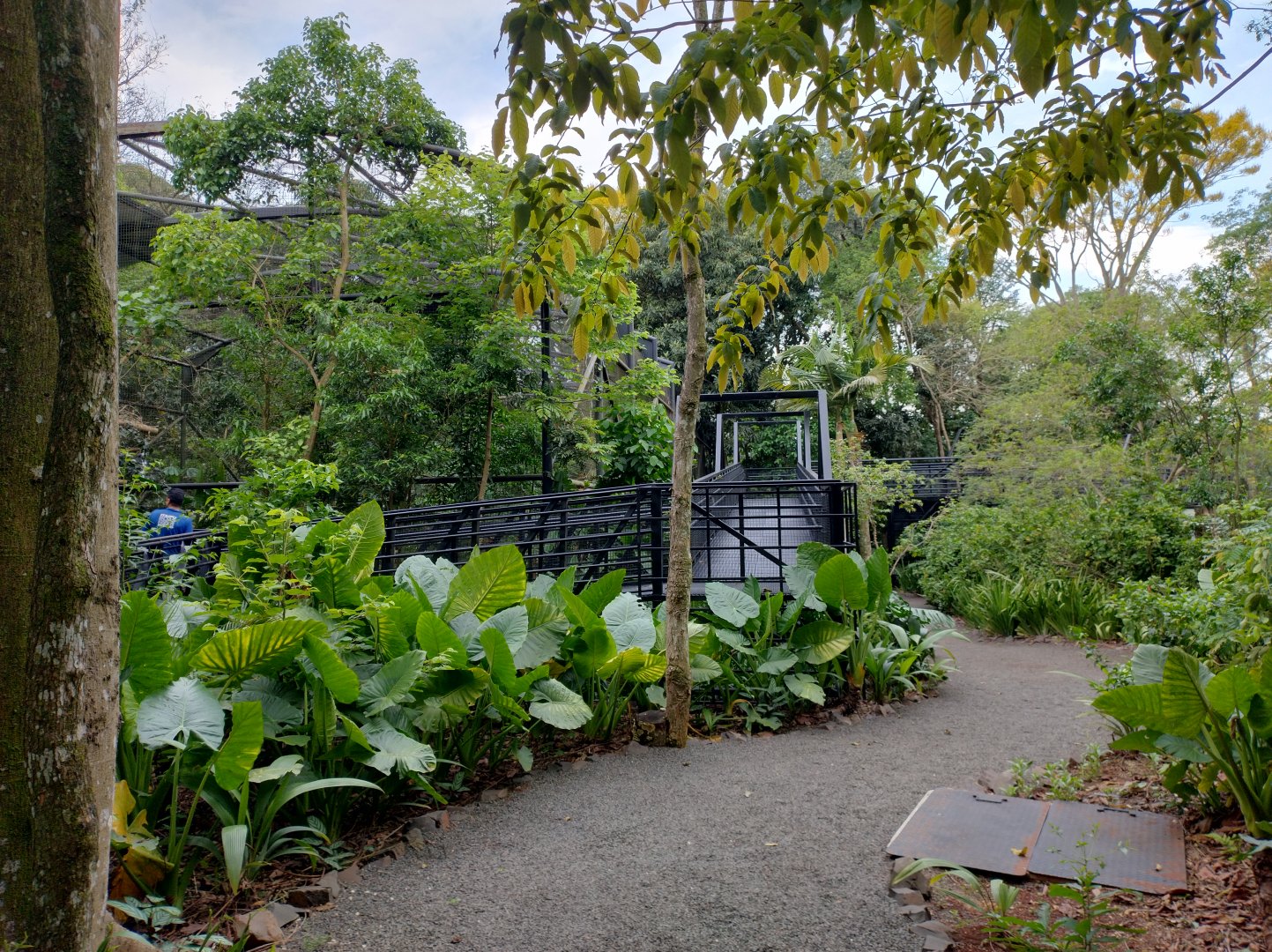 Harpy eagle elevated pathway - RBBV (ZRRL)