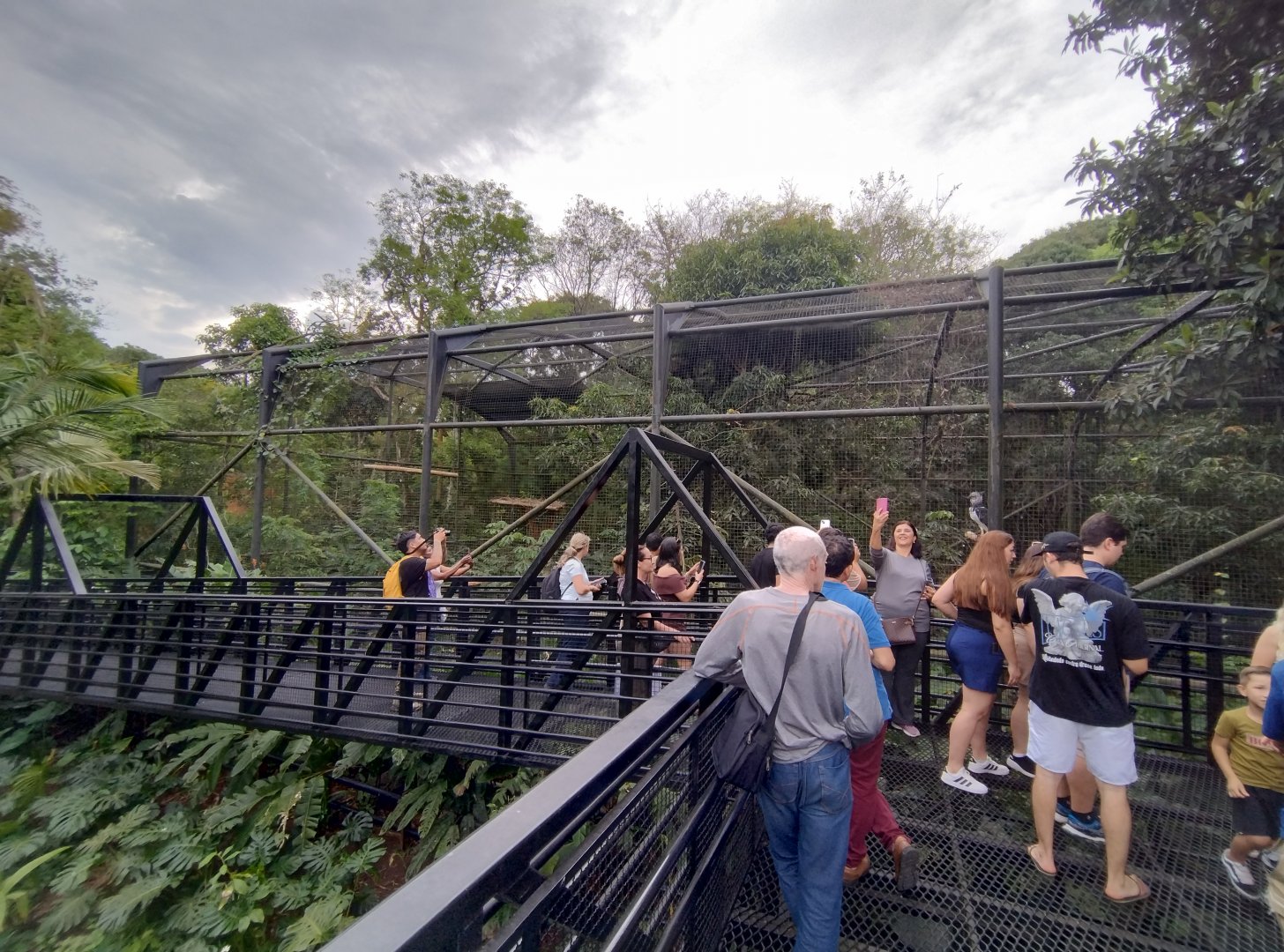 Harpy eagle elevated pathway - RBBV (ZRRL)