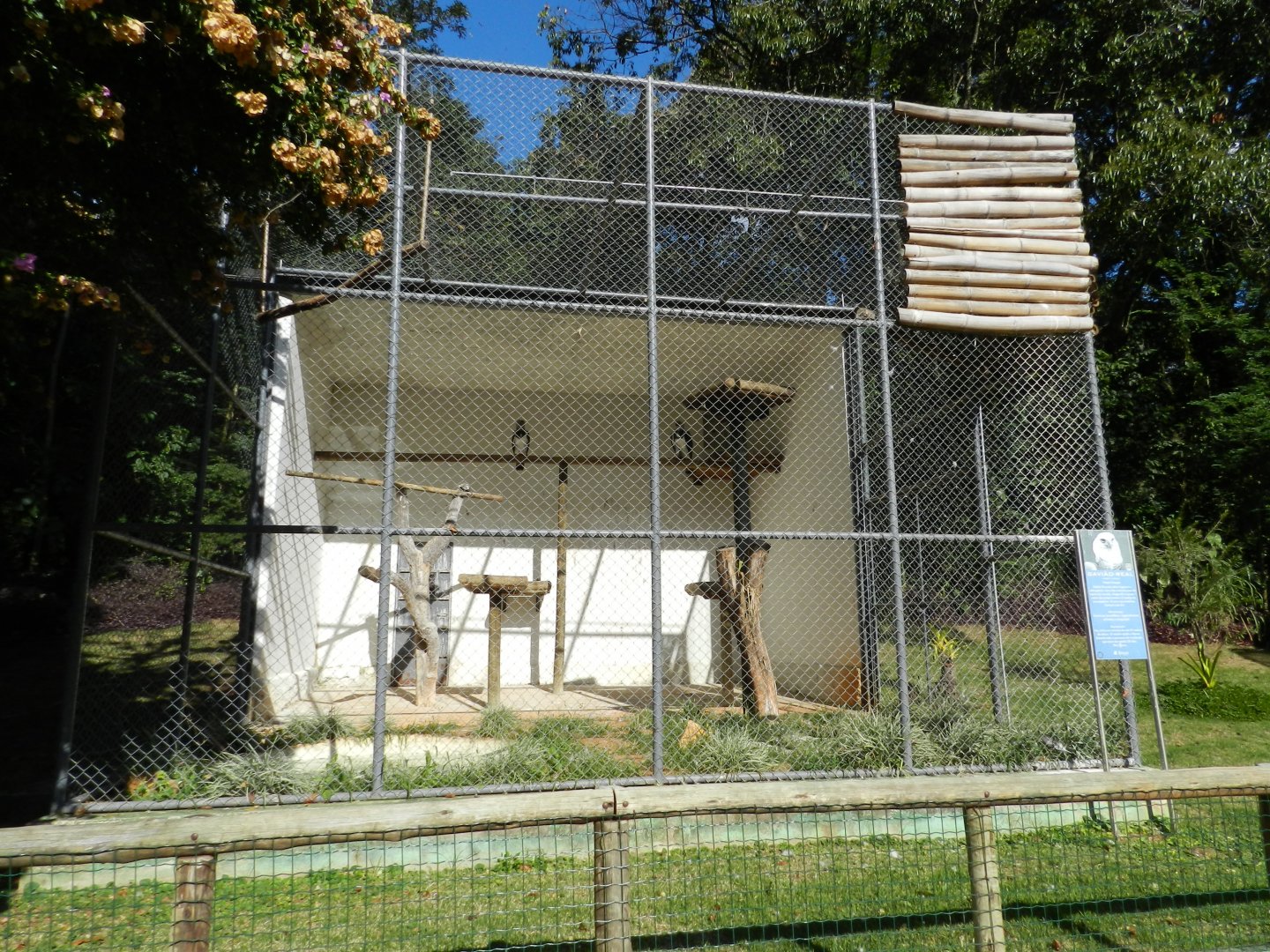 Harpy eagle exhibit - Belo Horizonte zoo