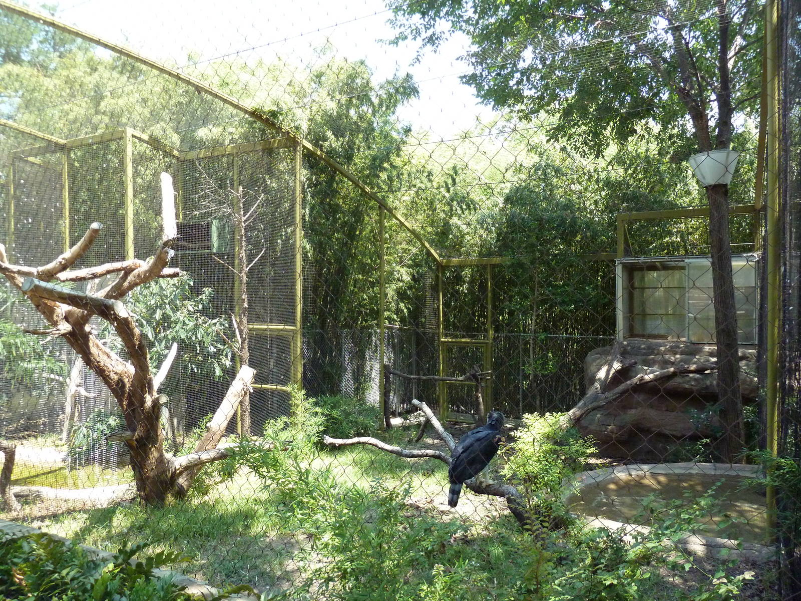Harpy Eagle Exhibit