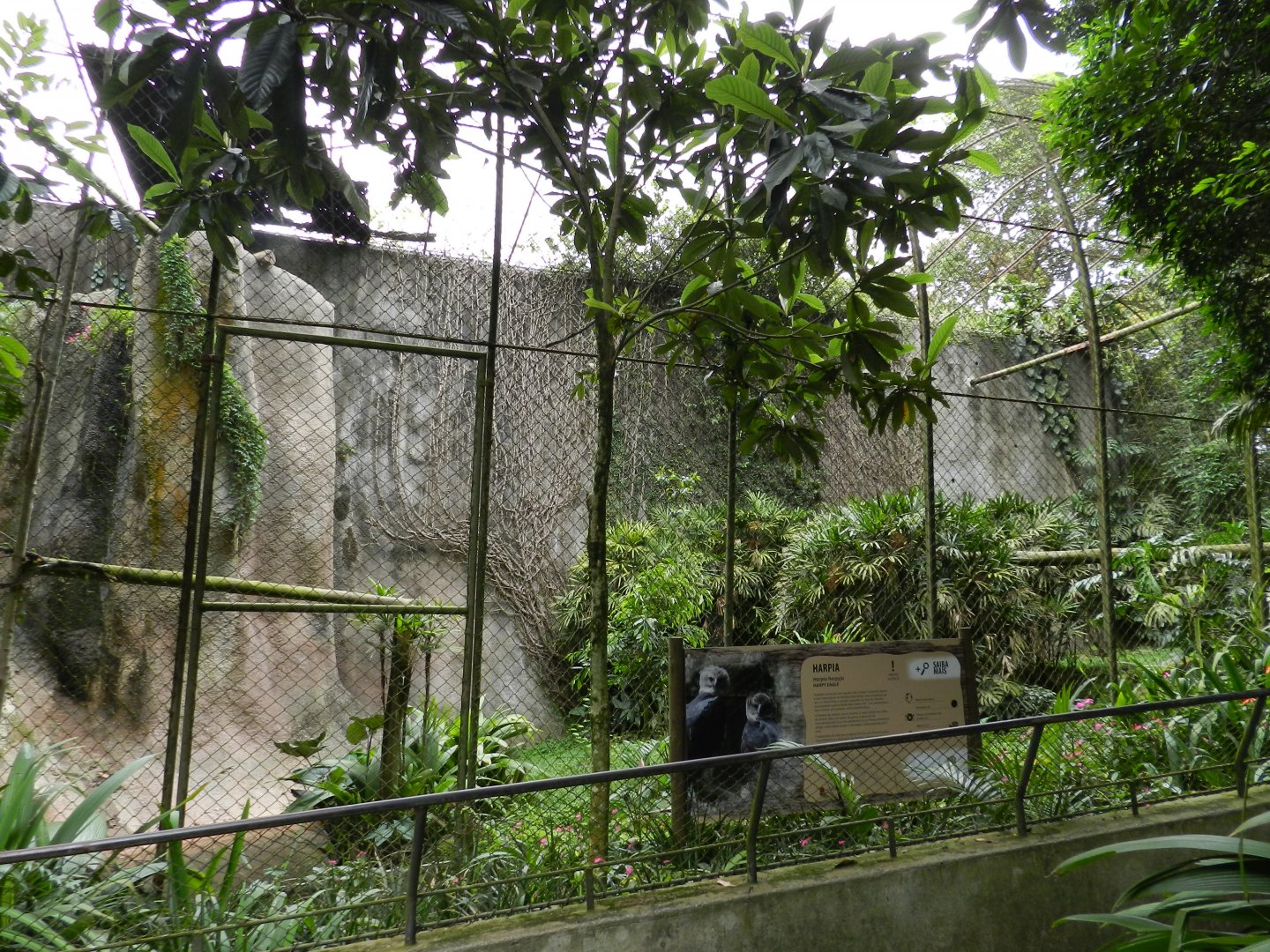 Harpy eagle exhibit
