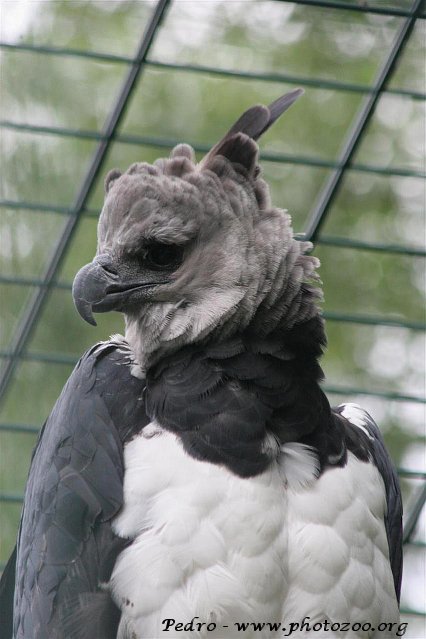 Harpy eagle (Harpia harpija)