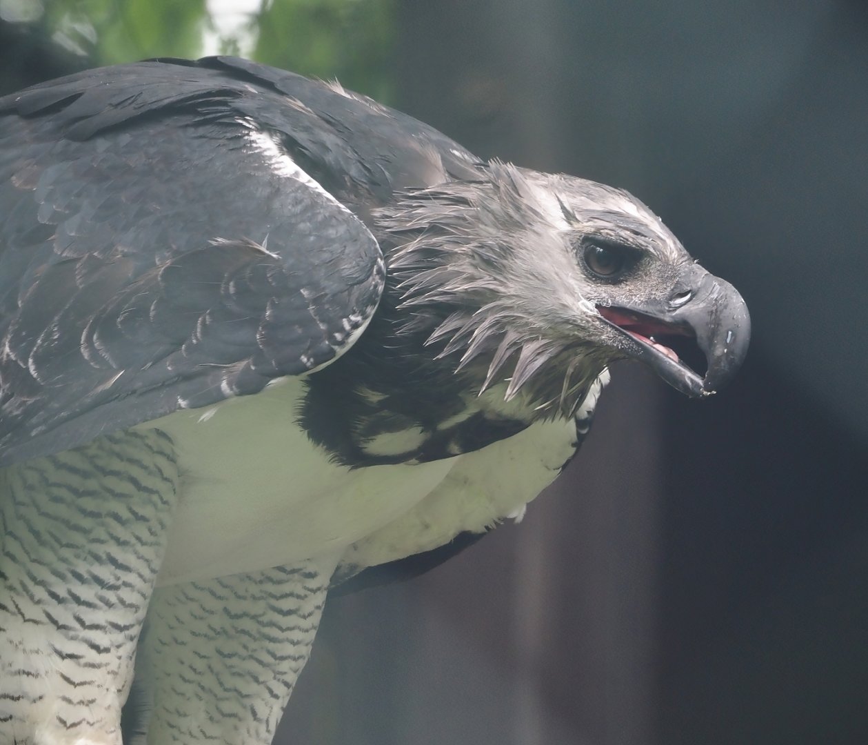Harpy eagle (Harpia harpyja), 2024-05-22
