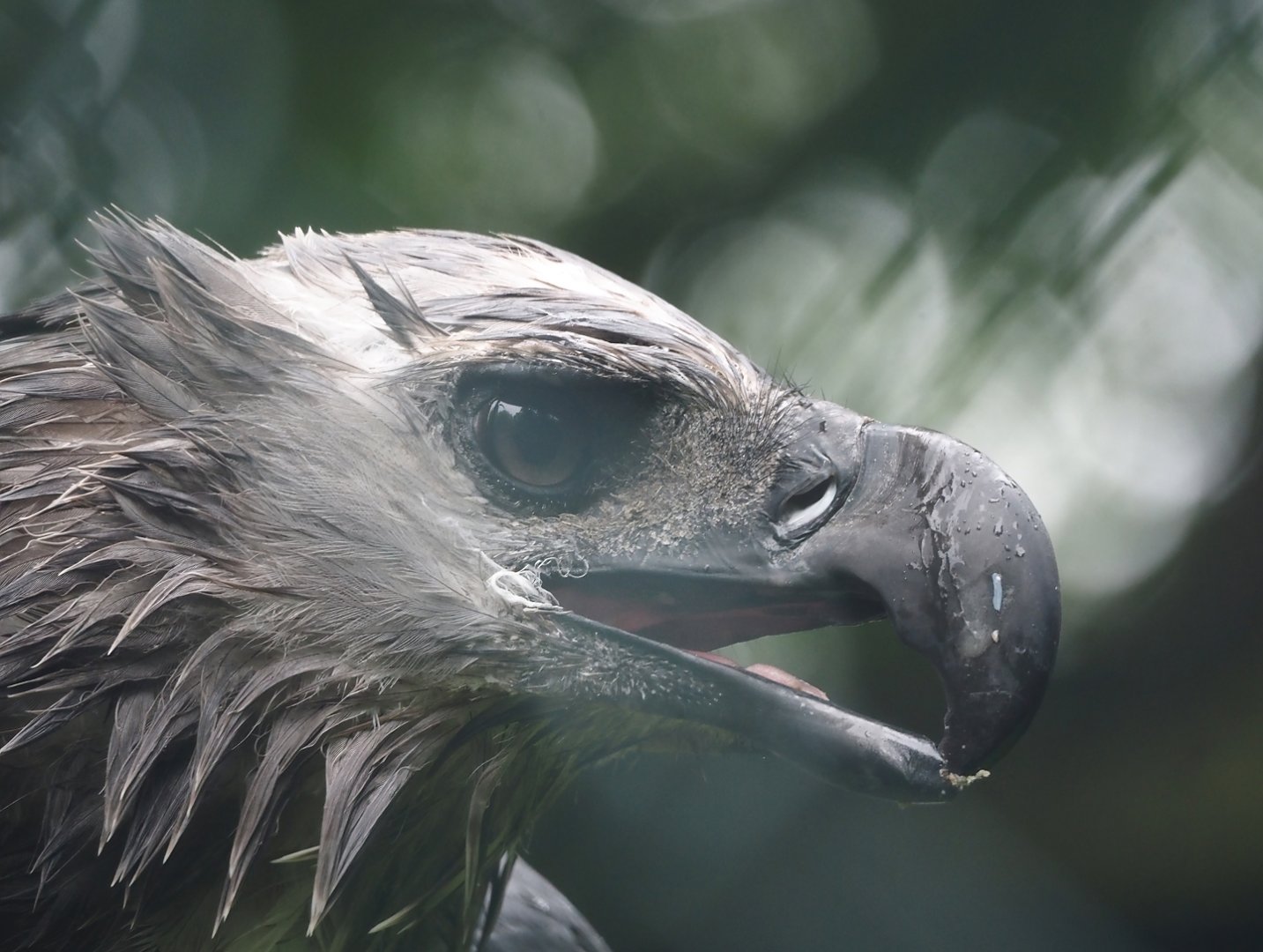 Harpy eagle (Harpia harpyja), 2024-05-22