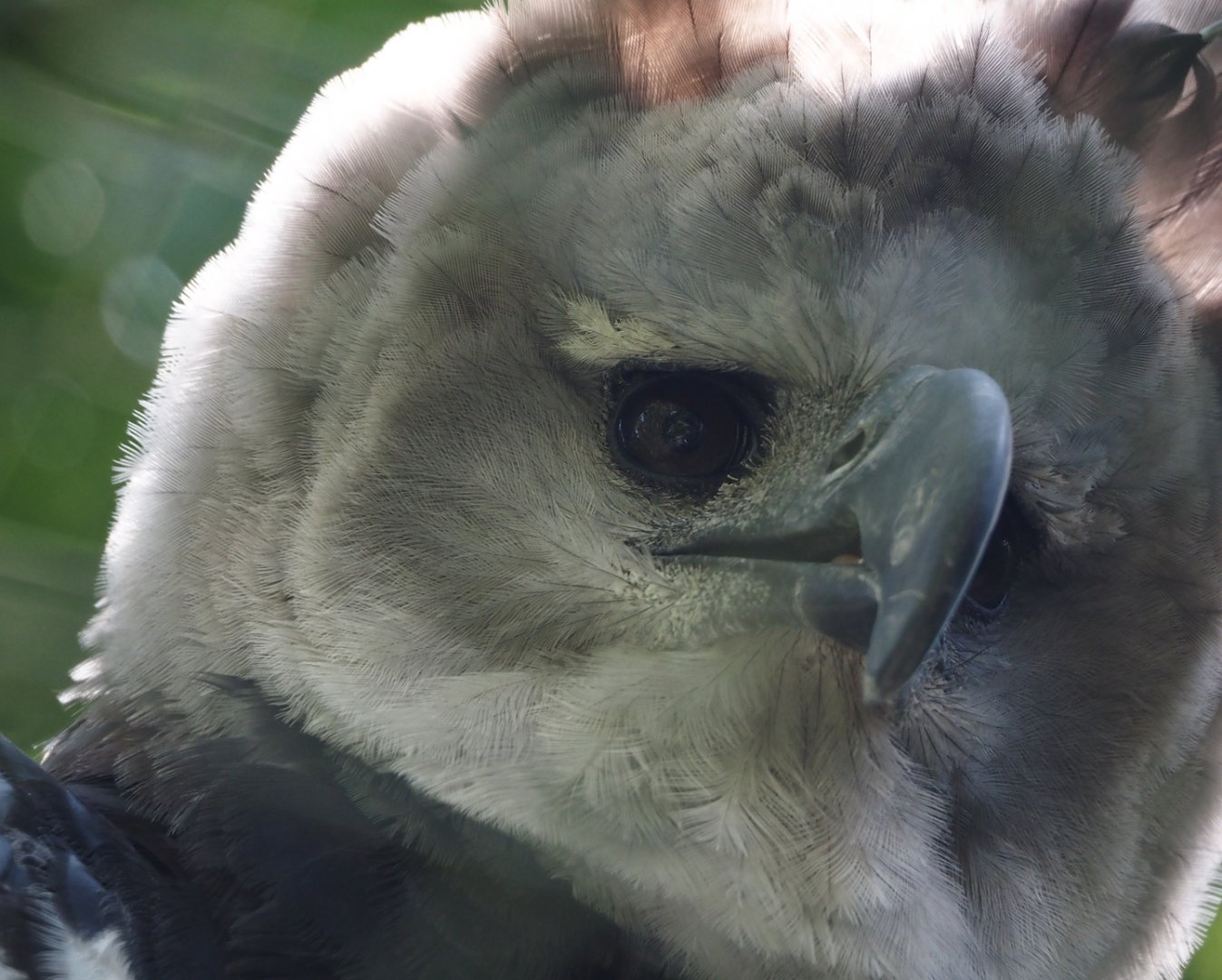 Harpy eagle (Harpia harpyja), 2024-05-24
