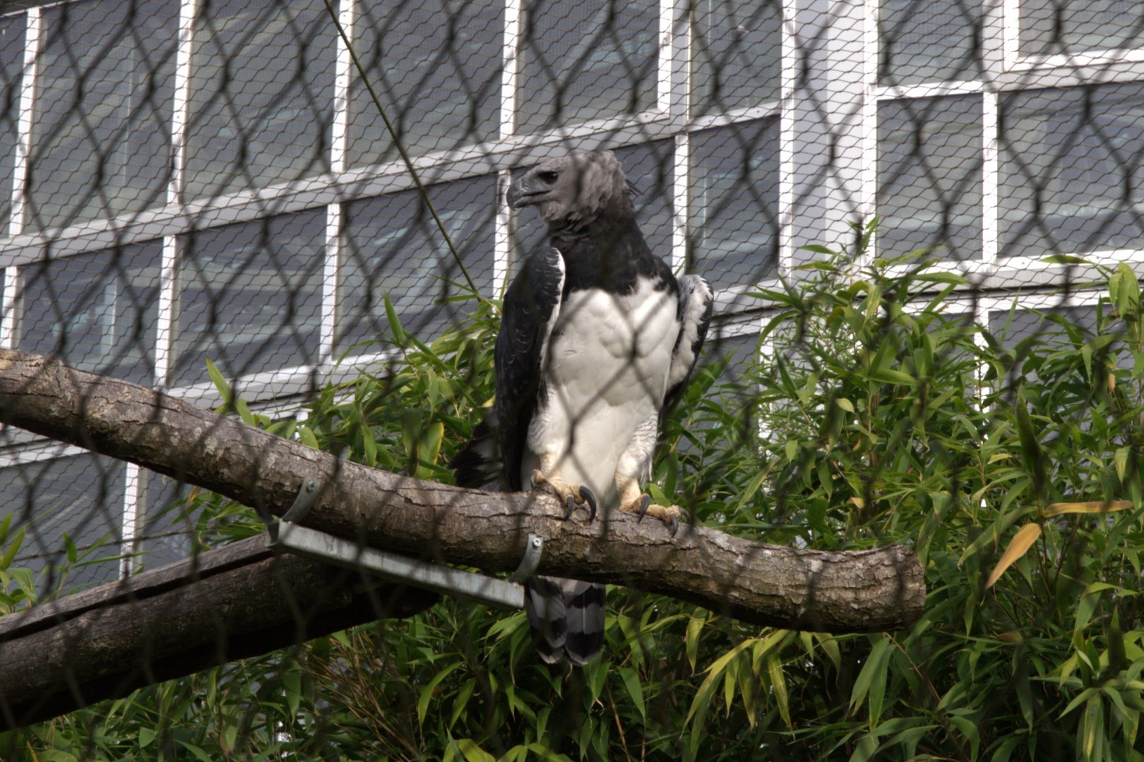 Harpy Eagle (Harpia harpyja), 25-08-25