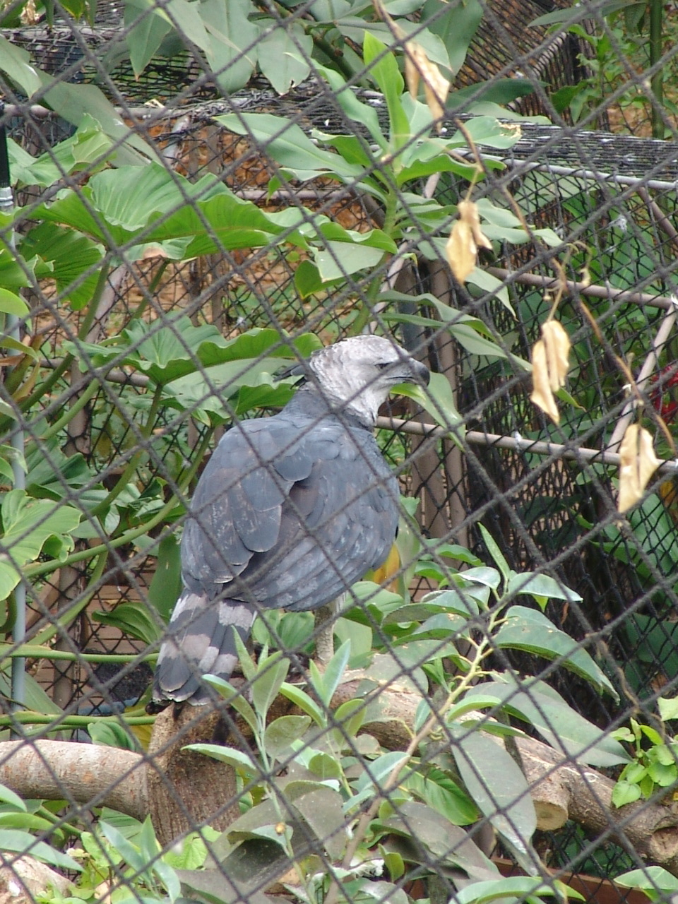 Harpy Eagle (Harpia harpyja)