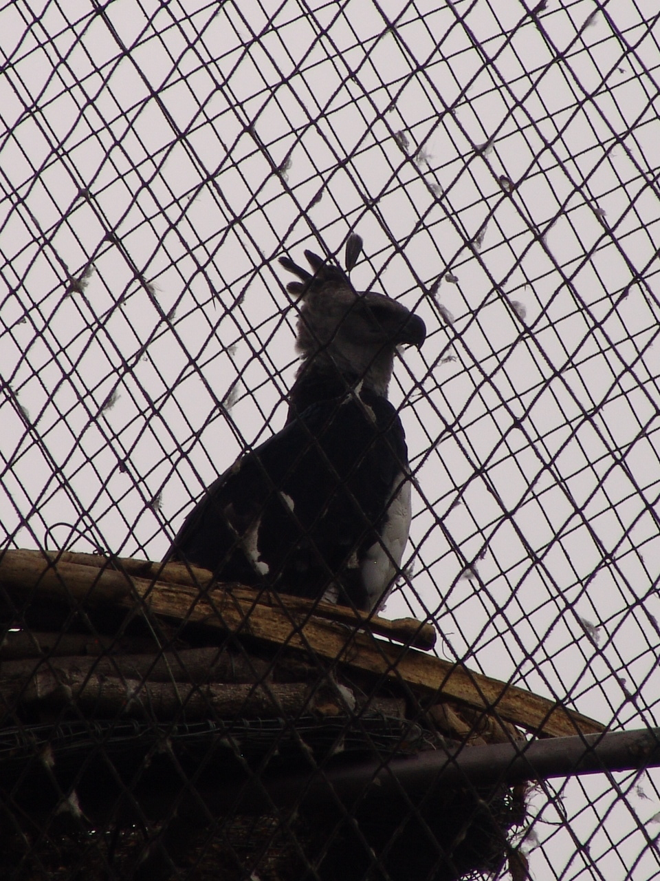 Harpy Eagle (Harpia harpyja)