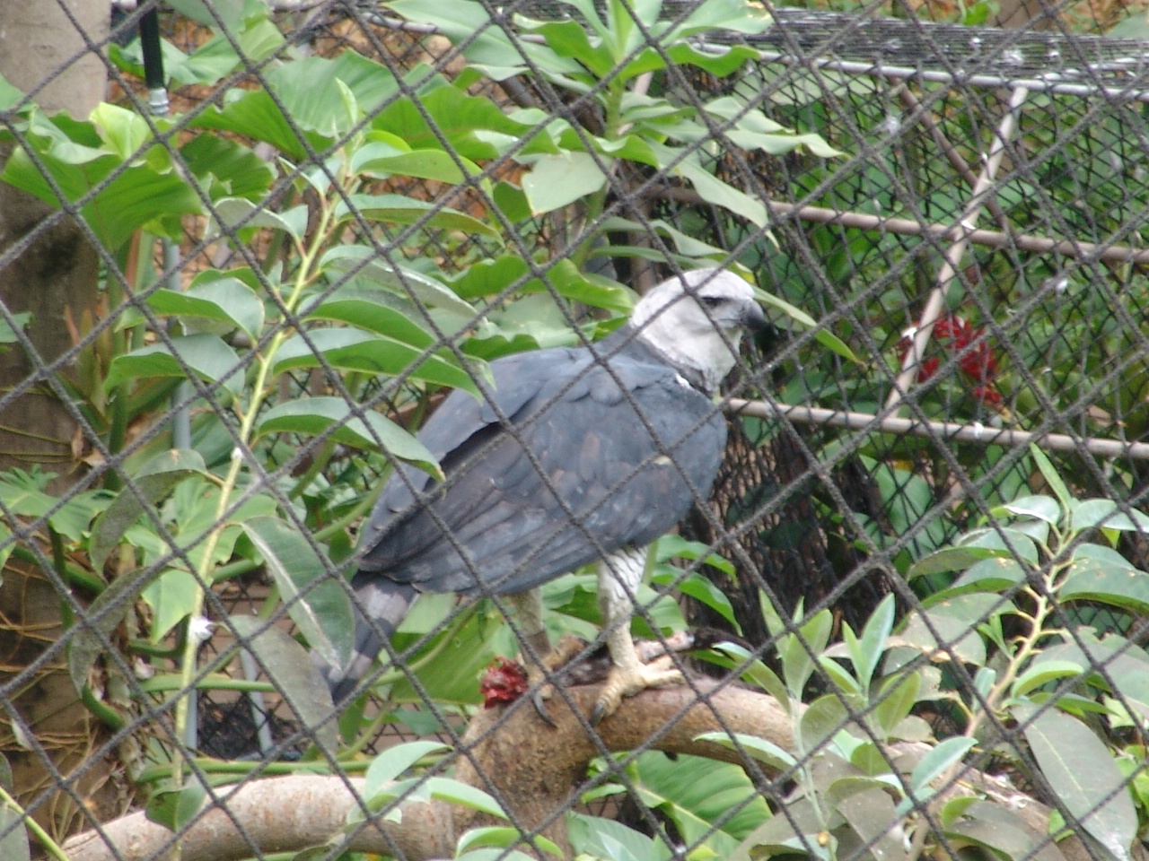 Harpy Eagle (Harpia harpyja)