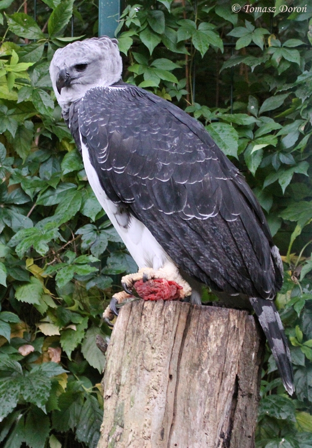 Harpy Eagle (Harpia harpyja)