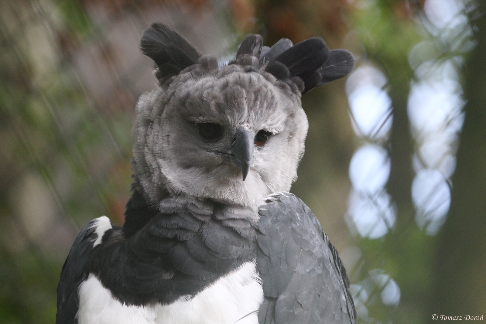 Harpy Eagle (Harpia harpyja)