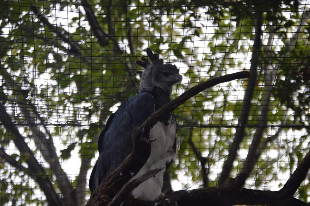 Harpy Eagle (Harpia harpyja)