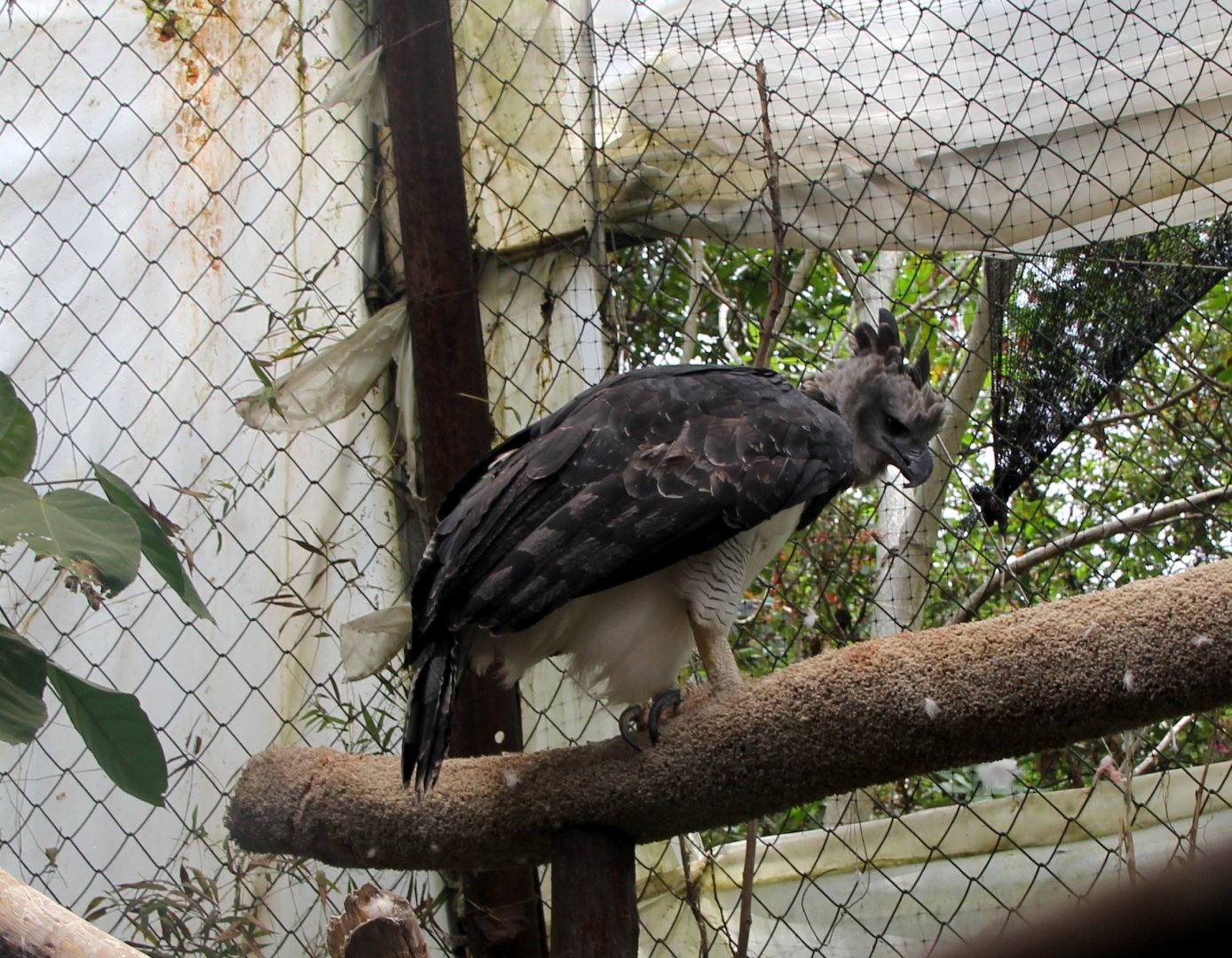 Harpy eagle (Harpia harpyja)