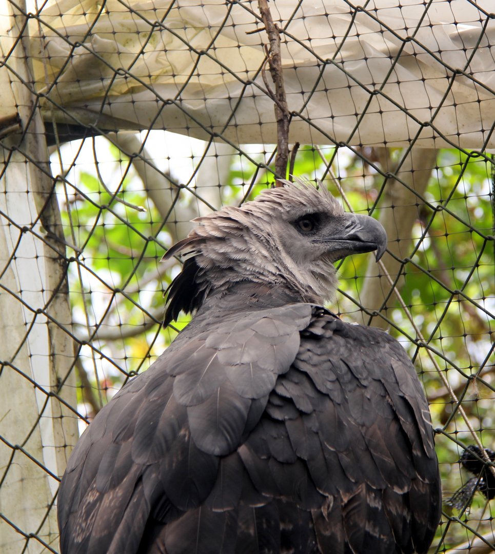 Harpy eagle (Harpia harpyja)