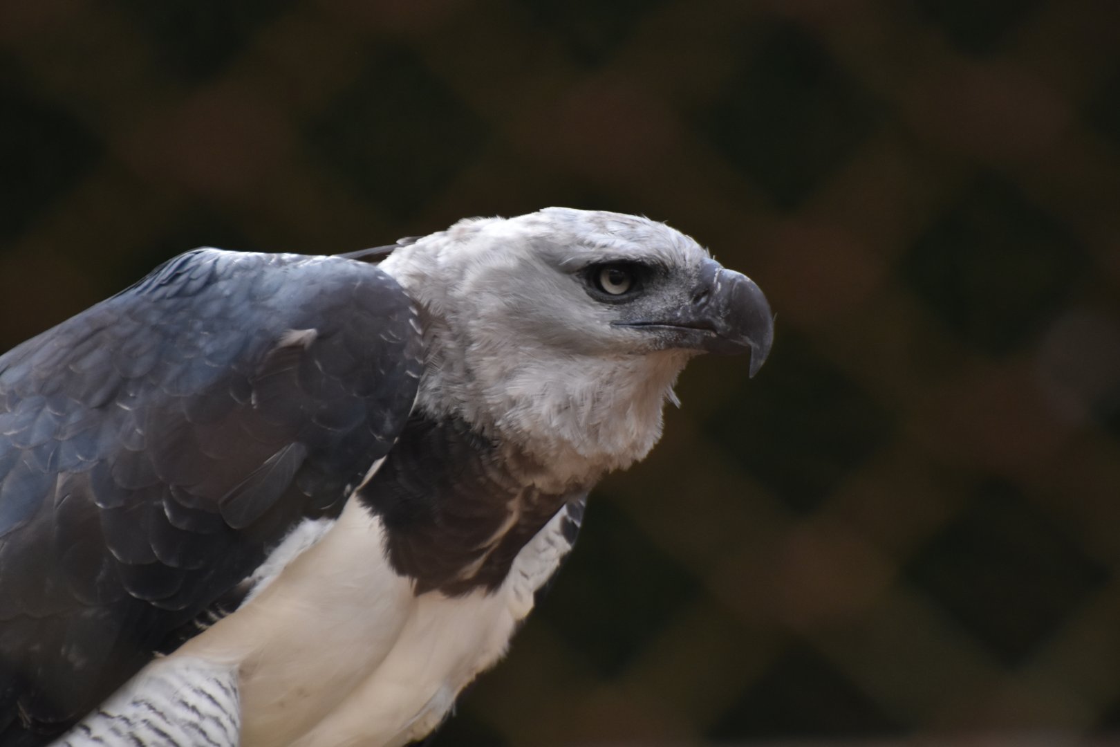 Harpy eagle (Harpia harpyja)