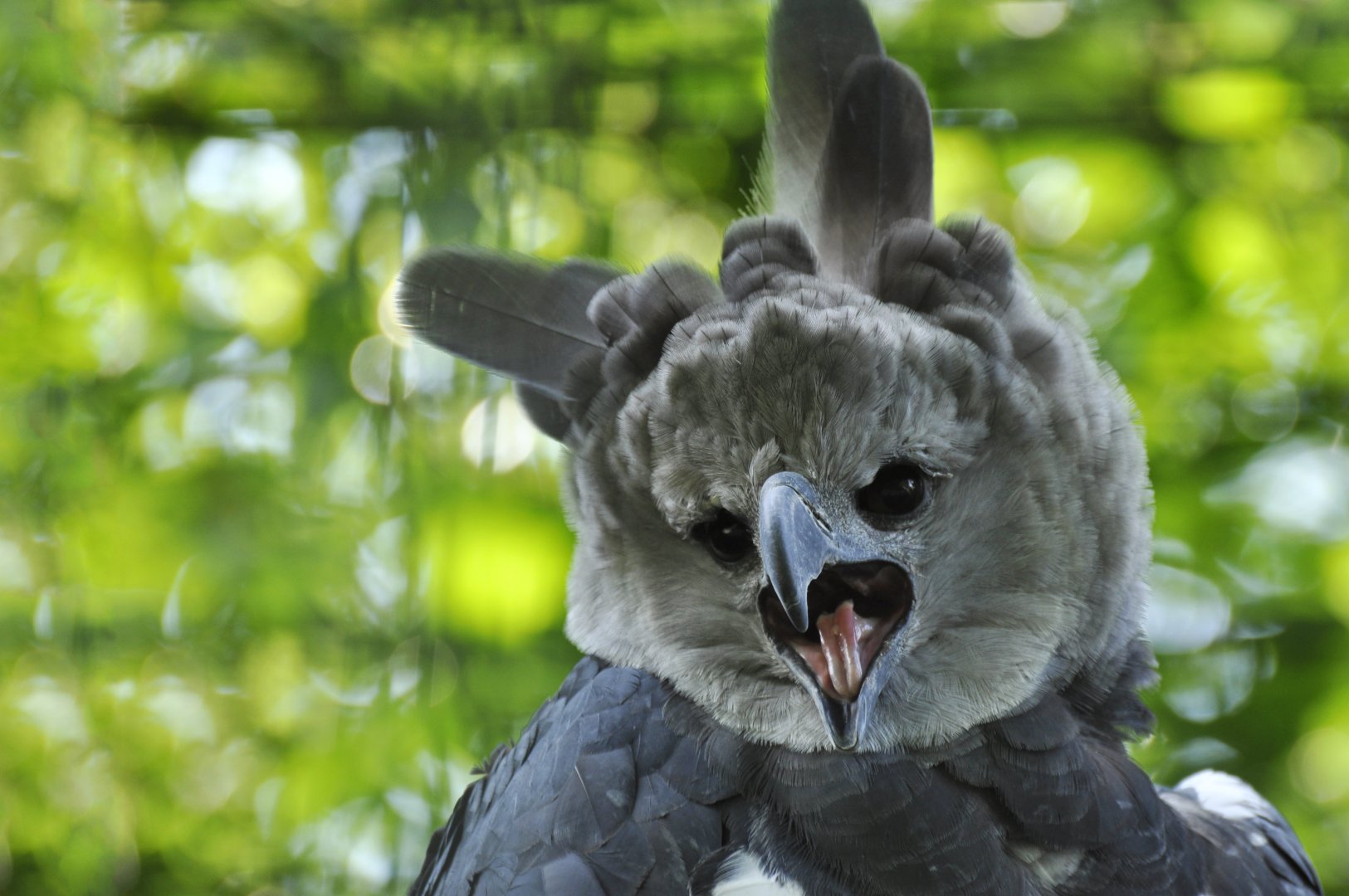 Harpy eagle (Harpia harpyja)