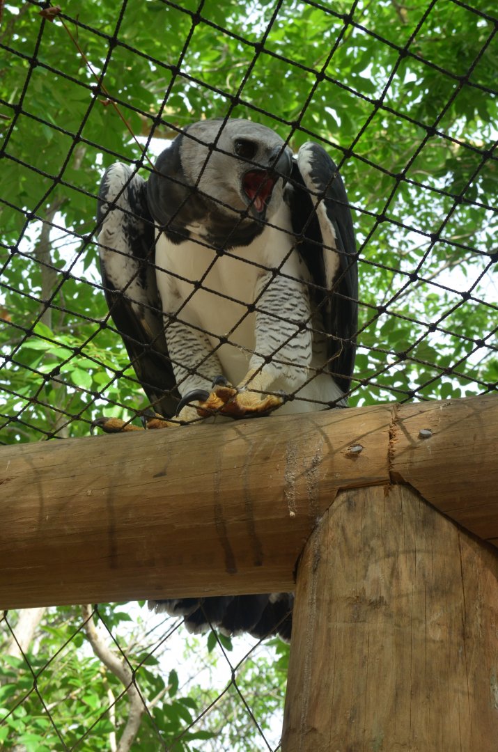Harpy eagle (Harpia harpyja)