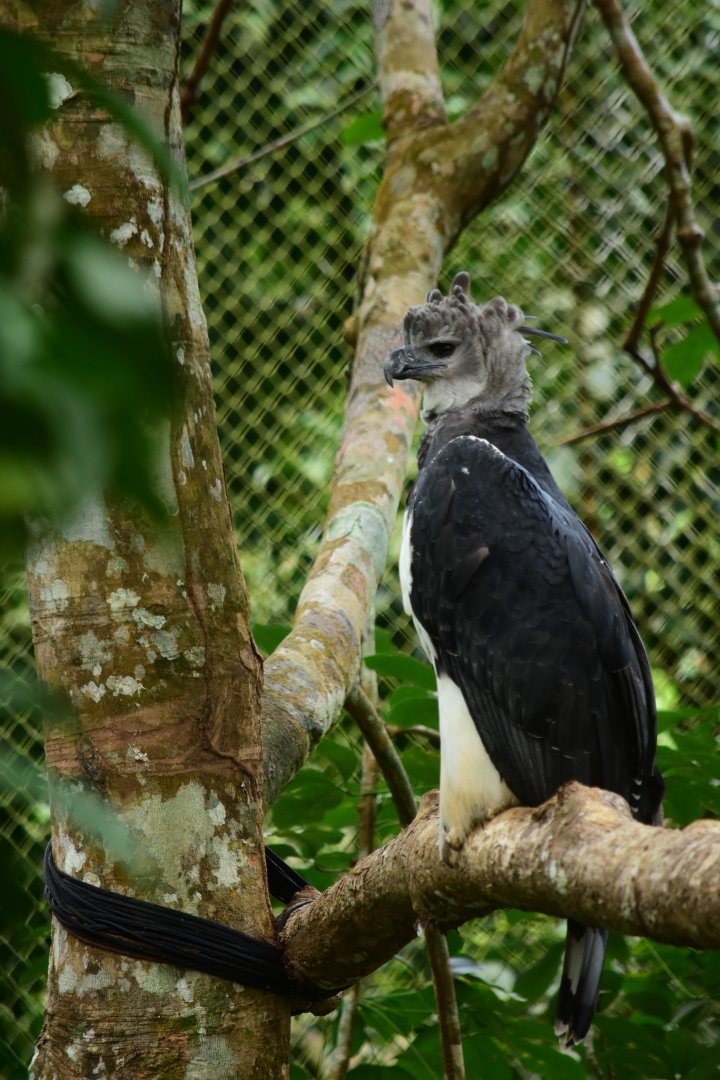 Harpy eagle (Harpia harpyja)