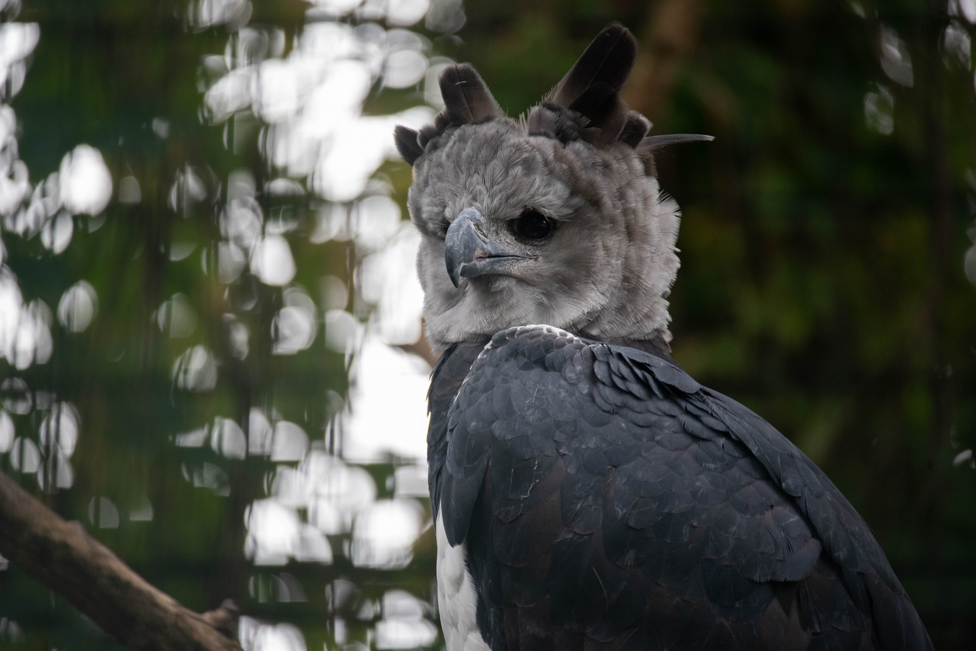 Harpy eagle - Harpia harpyja
