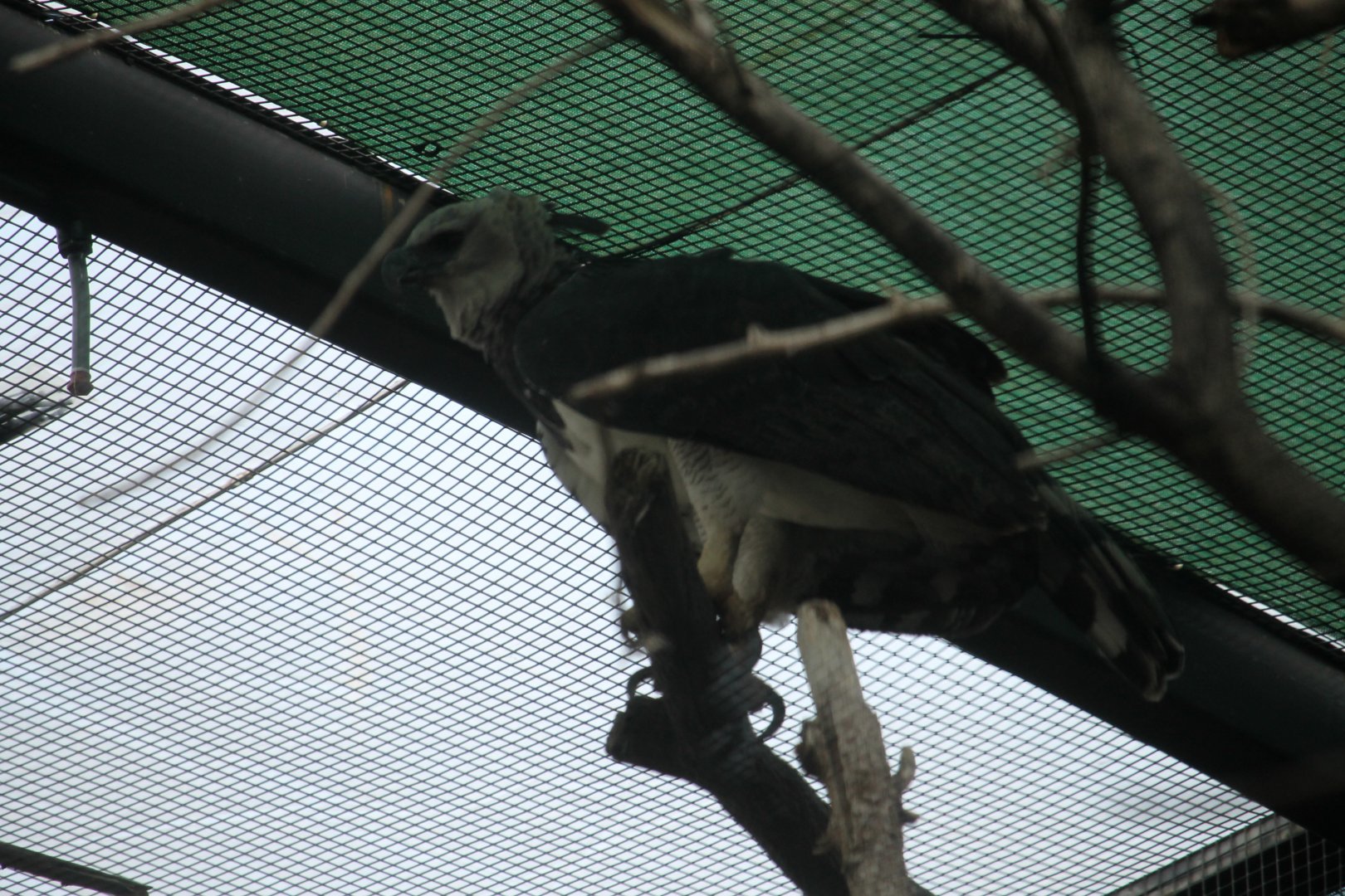 Harpy eagle (Harpia harpyja)
