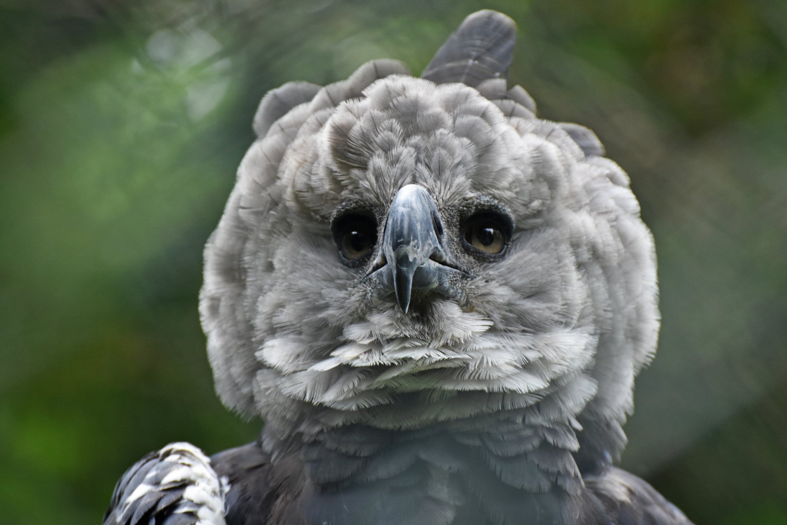 Harpy Eagle Harpia harpyja