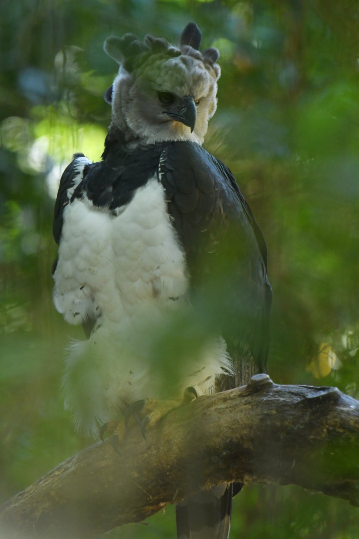 Harpy Eagle Harpia harpyja