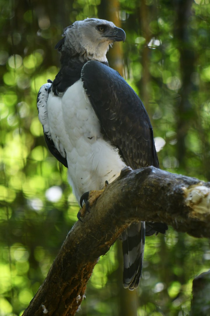 Harpy Eagle Harpia harpyja