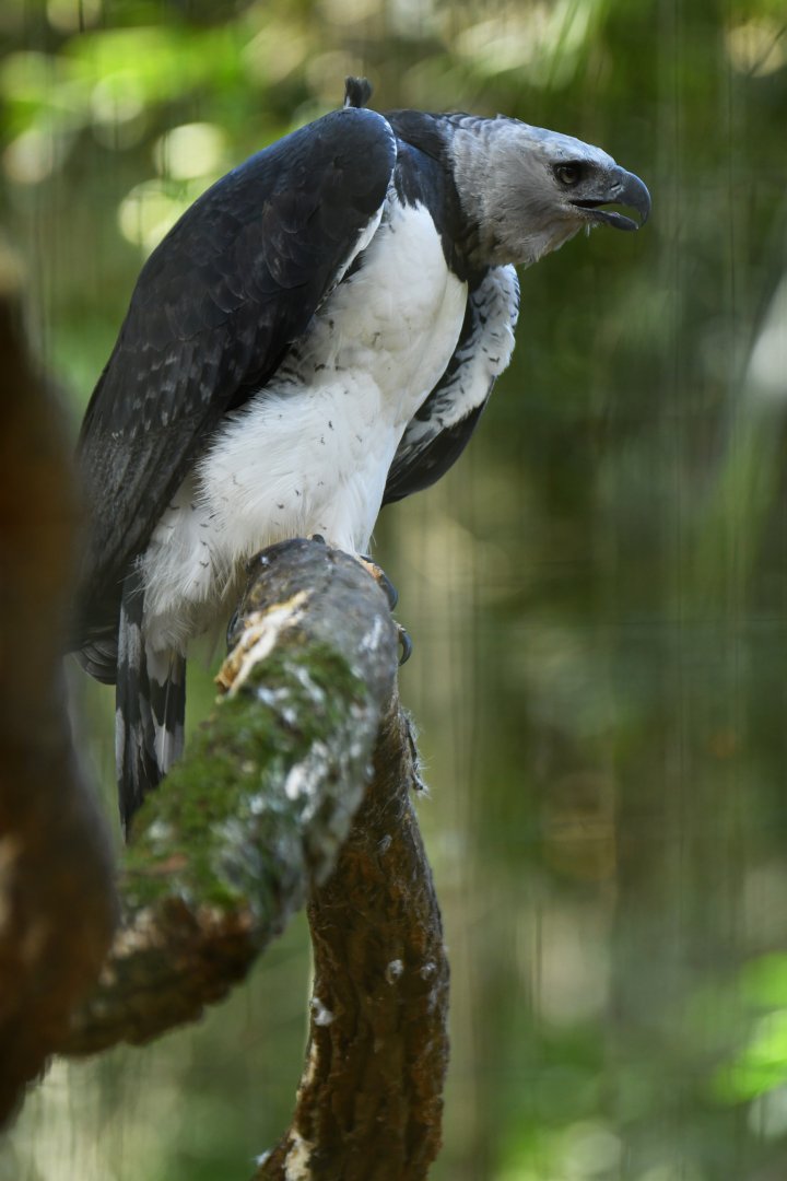 Harpy Eagle Harpia harpyja