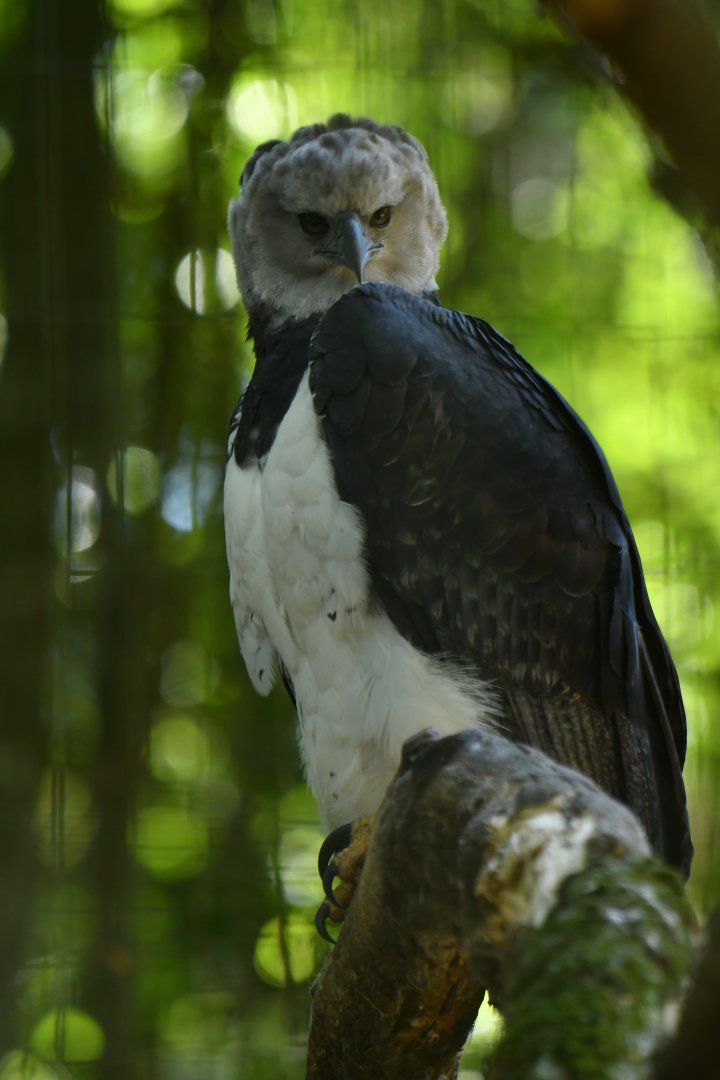 Harpy Eagle Harpia harpyja