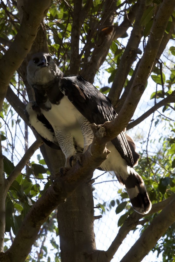 Harpy eagle/ Harpia harpyja