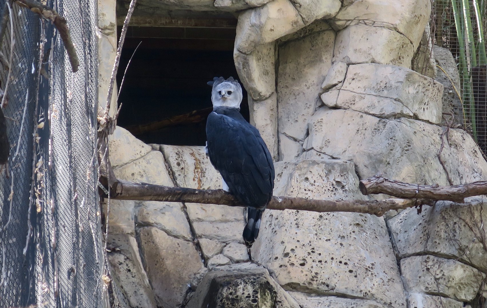 Harpy Eagle (Harpia harpyja)