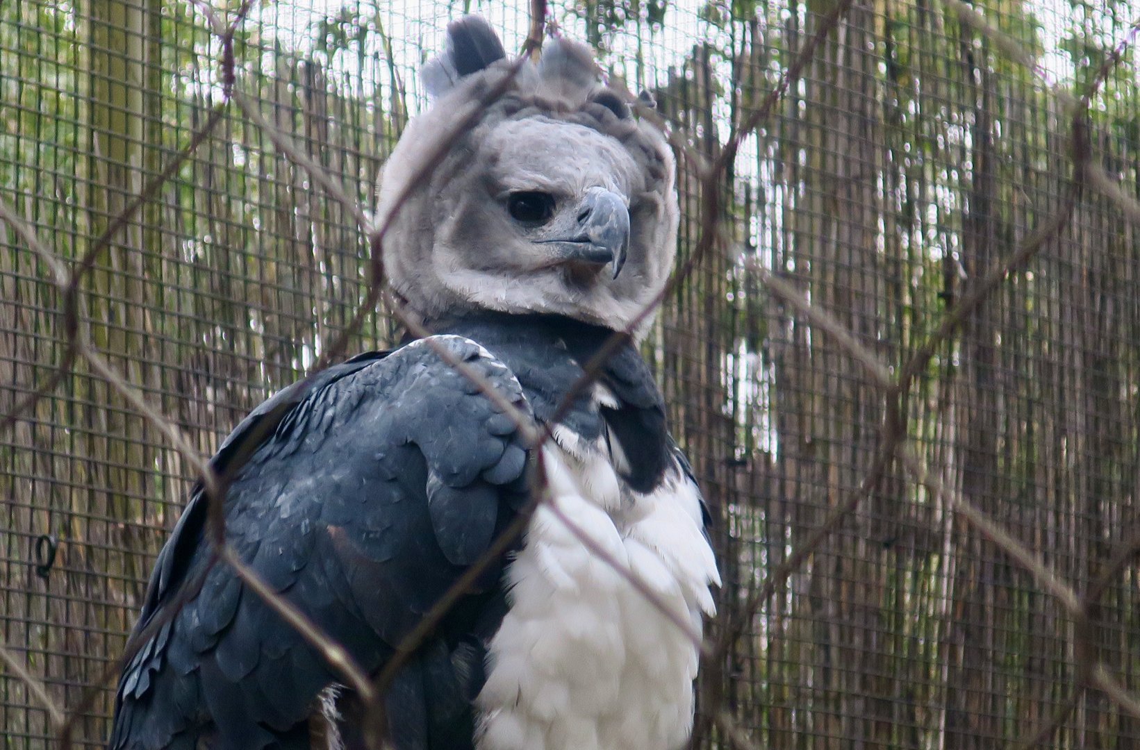 Harpy Eagle (Harpia harpyja)