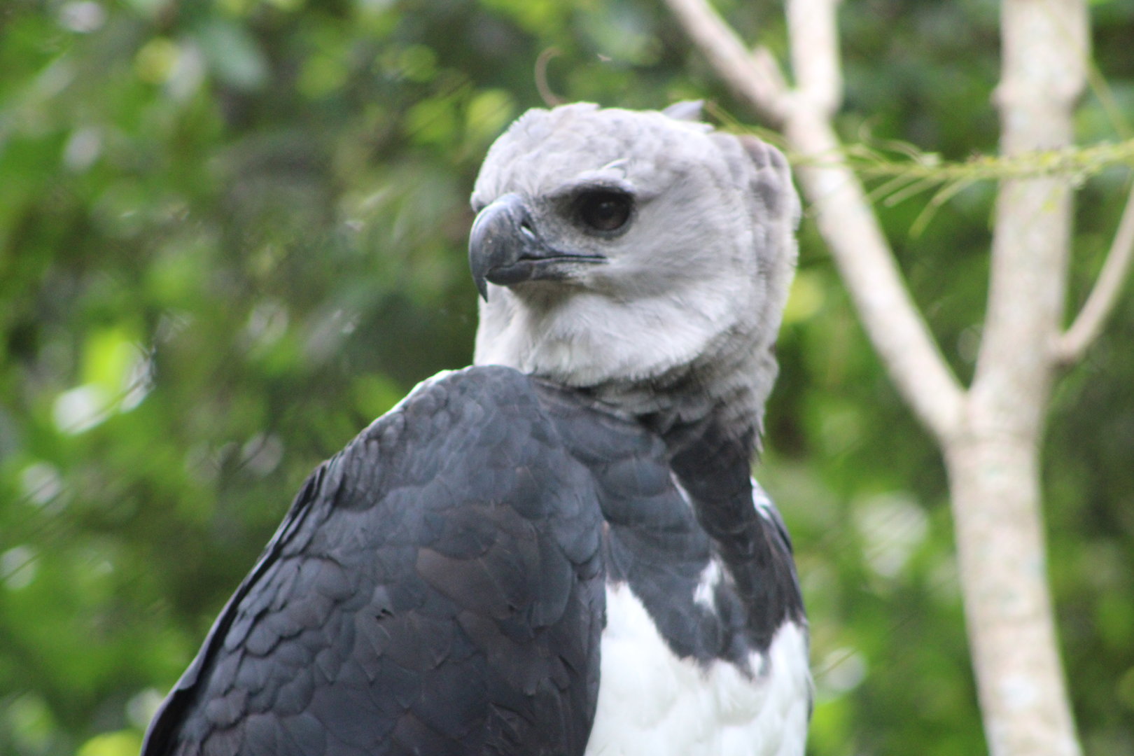 Harpy Eagle (Harpia harpyja)