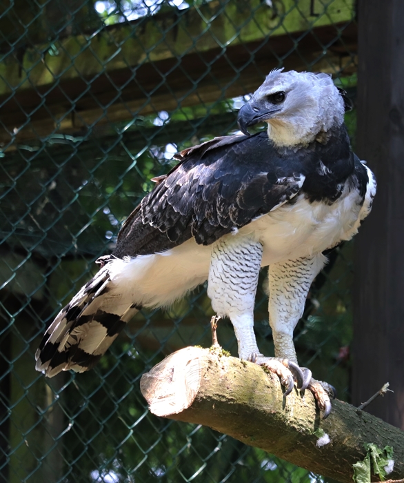 Harpy eagle (Harpia harpyja)