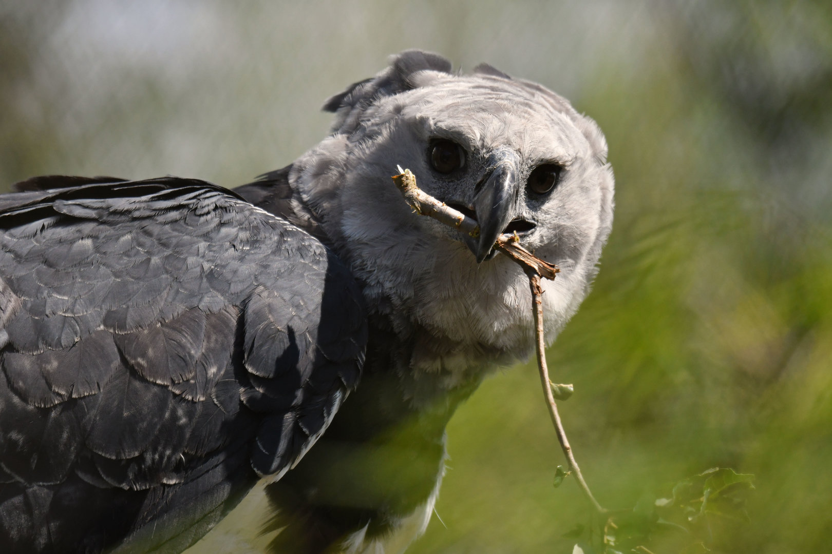 Harpy Eagle Harpia harpyja