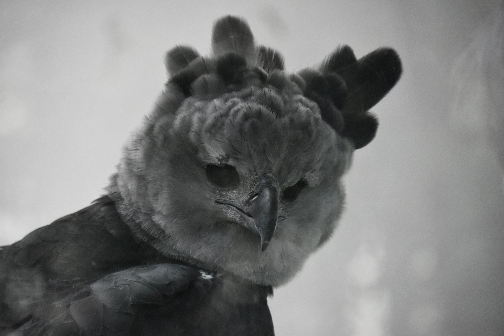 Harpy eagle, Harpia harpyja