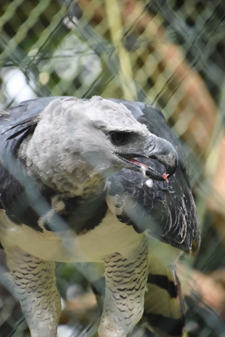 Harpy eagle, Harpia harpyja
