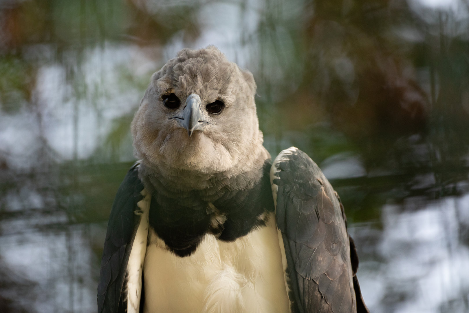 Harpy eagle (Harpia harpyja)